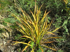 Hemerocallis minor