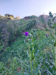 Echium