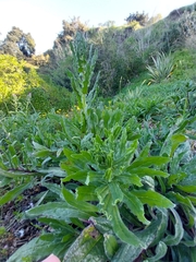 Echium