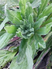 Echium