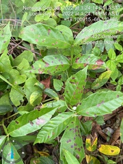 Paullinia pinnata
