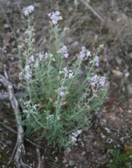Chaenostoma caeruleum