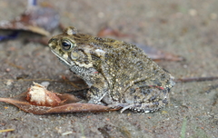 Sclerophrys xeros