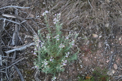 Chaenostoma caeruleum