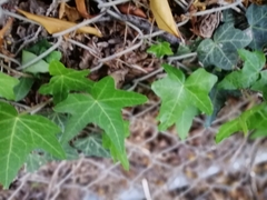 Hedera helix