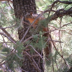 Sciurus nayaritensis