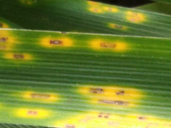 Puccinia iridis