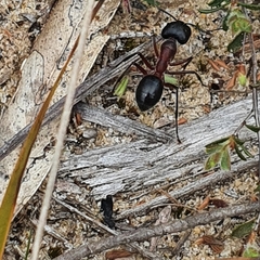 Camponotus intrepidus