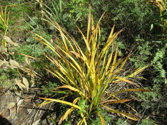 Hemerocallis minor