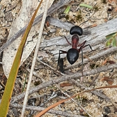 Camponotus intrepidus