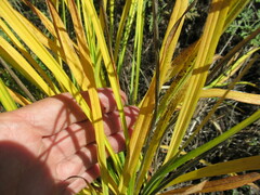 Hemerocallis minor