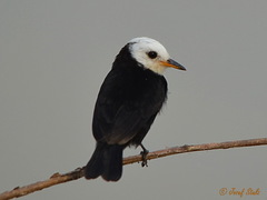 Arundinicola leucocephala