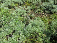 Artemisia sericea