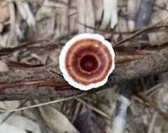 Microporus xanthopus