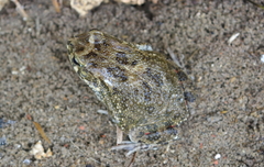 Sclerophrys xeros