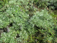 Artemisia sericea