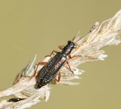 Lemidia subaenea