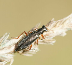 Lemidia subaenea