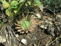 Orostachys spinosa
