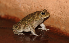 Sclerophrys xeros