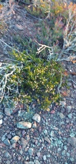 Felicia filifolia