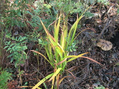 Hemerocallis minor