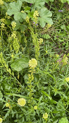 Reseda lutea