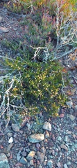 Felicia filifolia
