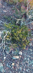 Felicia filifolia