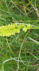 Tofieldia calyculata