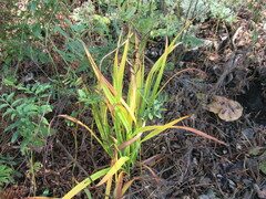 Hemerocallis minor