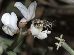 Andrena chalcogastra