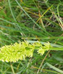 Tofieldia calyculata