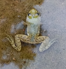 Euphlyctis cyanophlyctis