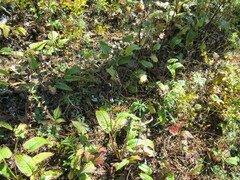 Saussurea controversa