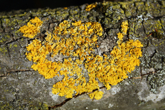 Xanthoria parietina