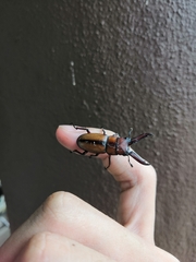 Prosopocoilus mohnikei