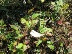 Saussurea controversa