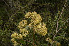 Pomaderris elliptica