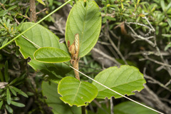 Pomaderris elliptica