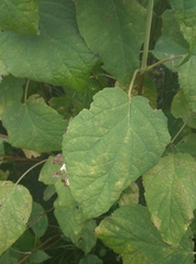 Hydrangea