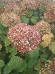 Hydrangea