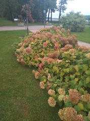 Hydrangea