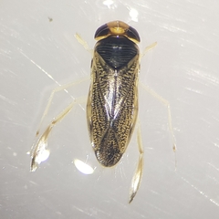 Sigara lateralis
