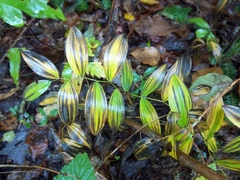 Uvularia sessilifolia