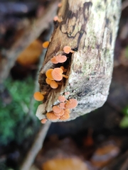 Favolaschia claudopus