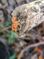 Favolaschia claudopus