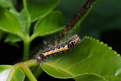 Orvasca subnotata