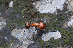Camponotus nicobarensis