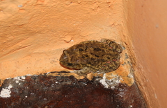 Sclerophrys xeros